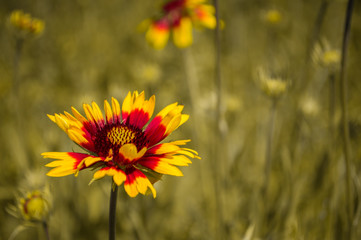 Red and yellow gaillardia in the field with other flowers