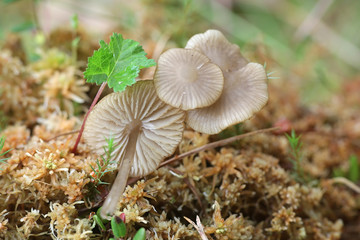 Sphagnurus paluster, commonly called the Sphagnum Greyling, parasitic on peat moss
