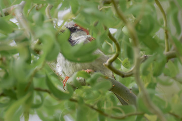 Sparrow in the garden