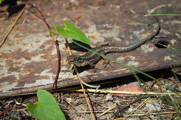 Obraz premium Little brown lizard with blue dots in macro