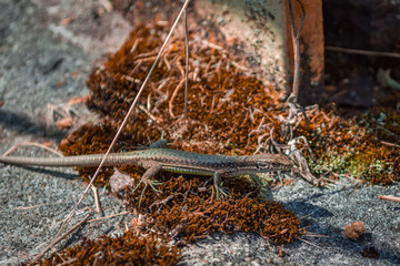 Little lizard on red moss try run away