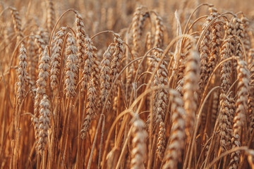 Wheat closeup. Wheat field. Background of ripening ears of wheat. Harvest and food concept.