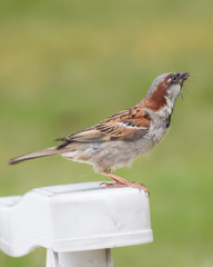 Sparrow in the garden