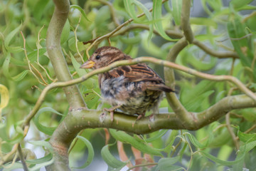 Sparrow in the garden