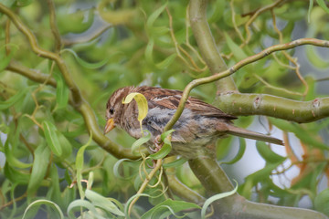 Sparrow in the garden