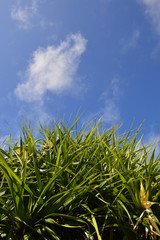 青空に伸びる南国植物アダンの葉