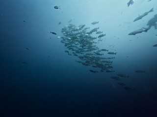 Fototapeta na wymiar Giant whaleshark with divers