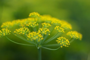 Blurred floral background of dill umbrellas. A flowering garden plant. Fennel. Selective focus. Healthy food, summer, harvest concept.   