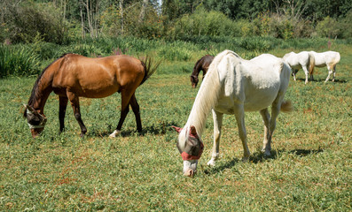 Naklejka na ściany i meble image of beautiful horses eating grass on meadow