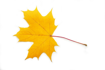 Bright autumn maple leaf on a white background. Save work path