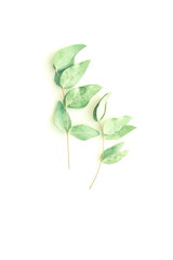 green eucalyptus leaves on white background top view. floral card minimal concept. copy space. flat lay