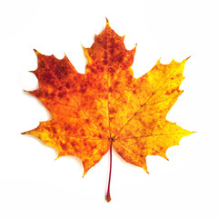Bright autumn maple leaf on a white background. Save work path. autumn maple leaf isolated on white background