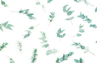 green eucalyptus leaves pattern on white background top view toned. floral card minimal concept. copy space. flat lay