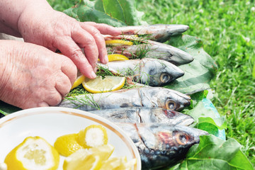 Preparation of raw fresh fish for Smoking. Cooking outdoors.