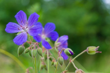 flowers on background of green grass