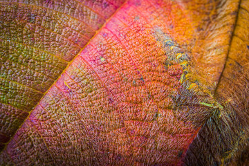 macro captured leaves