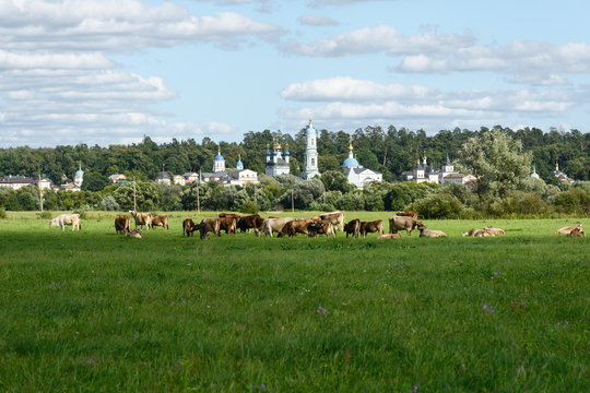 Herd of cows grazing in a meadow opposite Optina Desert in Kaluga region, Russia