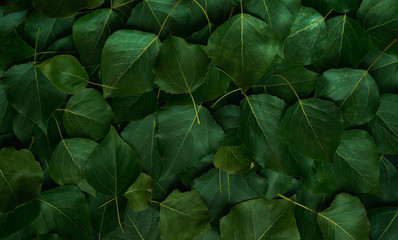 Background of fresh green leaves.  Green leaves pattern background, Natural background and wallpaper