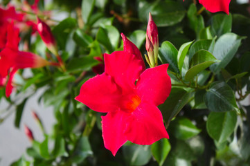 Mandevilla	