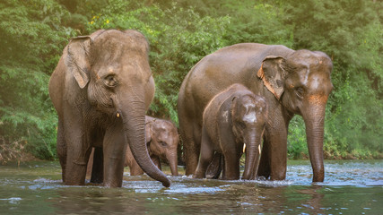 Fototapeta na wymiar Elephant family in water, Family of elephants with young one in forest with the river.