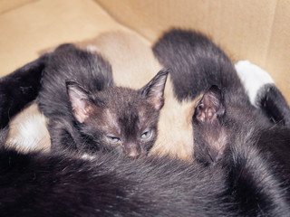 Close-up New born black kittens age 21 days feeding milk from black mom cat.