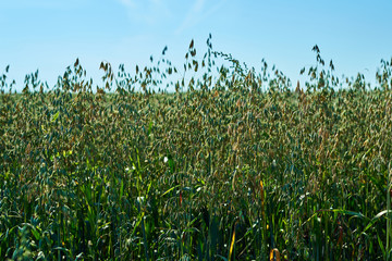 Obraz premium field with green ears of oats against the blue sky on a Sunny day, agriculture