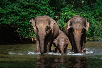Naklejka na ściany i meble Elephant family in water, Family of elephants with young one in forest with the river.
