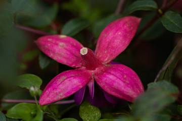 pink bud of flower fuchsia