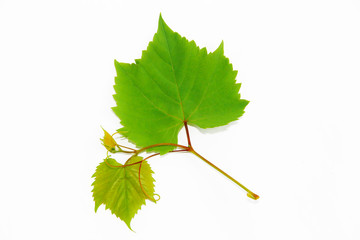 natural green autumn grape leaves on white background