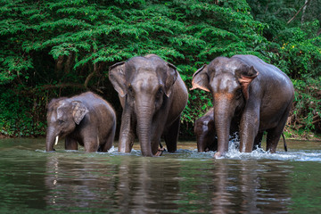 Fototapeta na wymiar Elephant family in water, Family of elephants with young one in forest with the river.