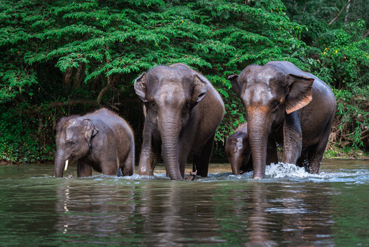 Elephant family in water, Family of elephants with young one in forest with the river.