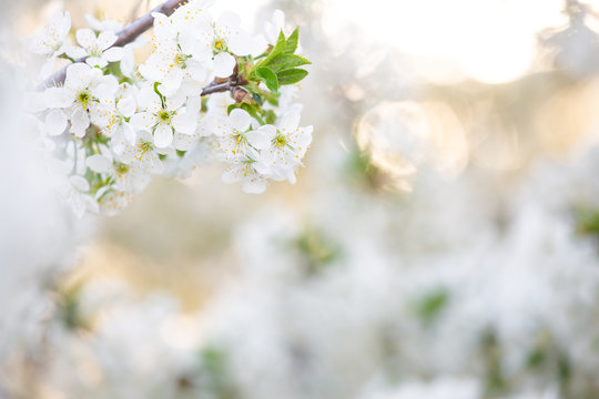 Beautiful photography of real fresh white flowers of cherry tree growing outdoor in sunset garden with blurry summer foliage in background. Natural border or holiday frame.
