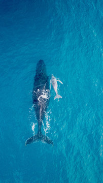 Humpback Whale With Calf