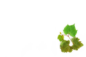 natural green autumn grape leaves on white background