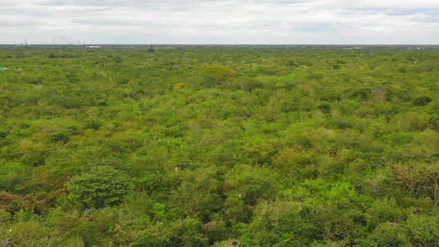 Aerial: Green Rural Landscape with Birds in Valladolid, Mexico - Valladolid, Mexico