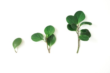 tropical green leaves, branches pattern isolated on a white background top view.abstract.