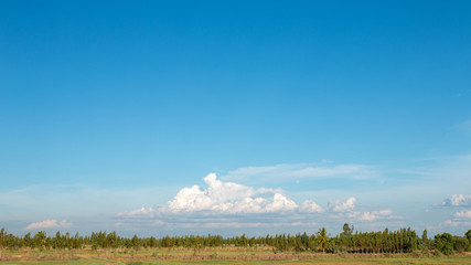 Wide fields, trees and bright blue sky