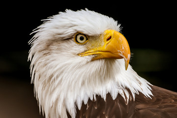 Majestic looking American Bald Eagle, national bird of the United States of America