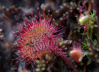 Eine Attraktion des Riesengebirges: Der Rundbl&auml;ttrige Sonnentau