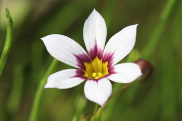 Fototapeta premium ニワゼキショウ