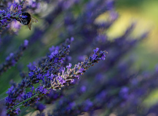 bee on a flower lavender 