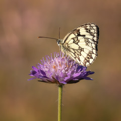 Schachbrettfalter auf einer Acker-Witwenblume