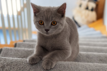 Britisch Kurzhaar Kätzchen sitzt auf einer Treppe