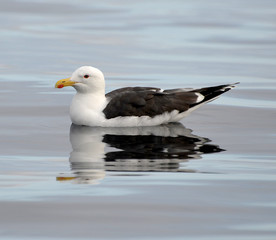 Seagull