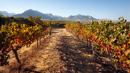 Autumn vineyard landscape with clear sky and beautiful mountains in background.