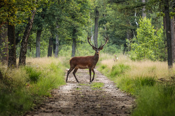 Red Deer traversant un chemin de sable au milieu d& 39 une forêt dans un parc animalier, la Veluwe, Pays-Bas