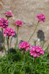 Obraz premium Edelweiss