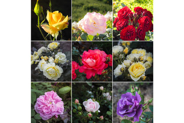 Collage from different pictures of roses flowers.