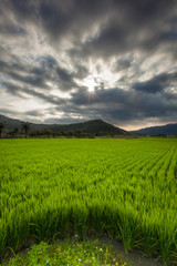Green Rice Fields in  Manzhou, Hengchun 