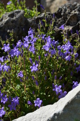 Obraz premium Edelweiss